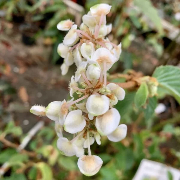 Begonia ulmifolia, foto 4