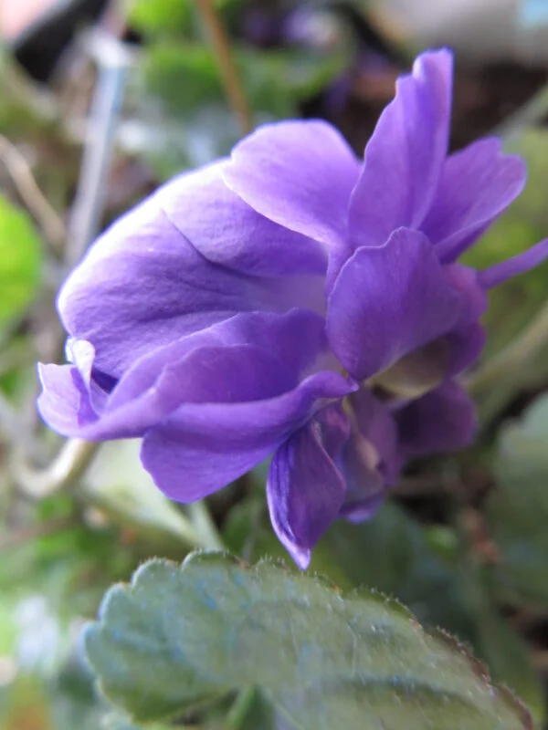 Viola di Udine, foto 2