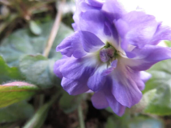 Viola di Udine, pianta da esterno