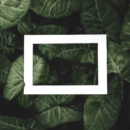 Siedi all'ombra delle rose