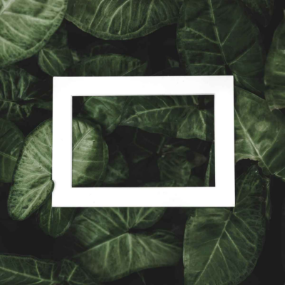 Siedi all'ombra delle rose