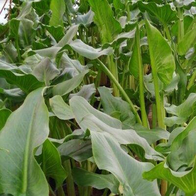Zantedeschia aethiopica , Calla