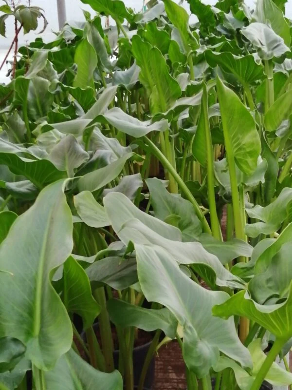 Zantedeschia aethiopica, Calla, pianta da esterno